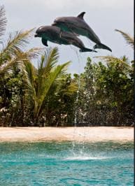 Puerto Plata: Setkání delfínů v Ocean World — Guided tour and outdoor activity