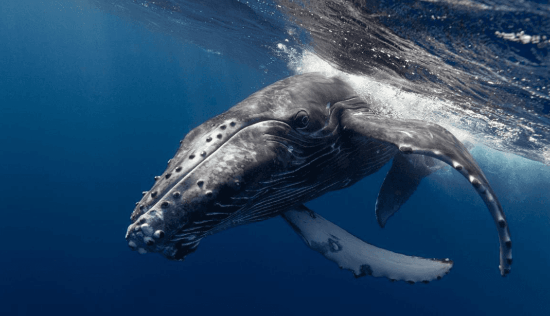 How Humpback Whale Songs Change With the Seasons - Boat Tour Samana Guide