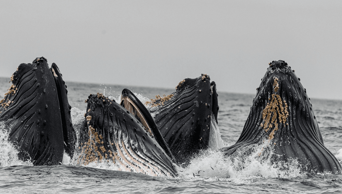 Do Humpback Whales Shed Their Skin? Skin Renewal Explained - Boat Tour Samana Guide