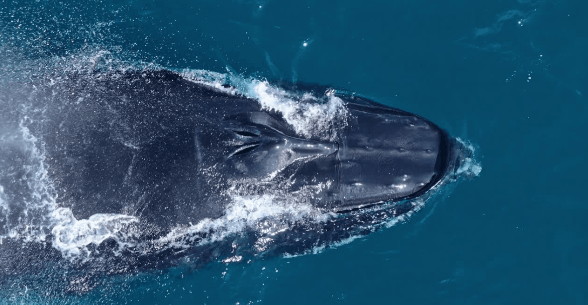 How Scientists Count Humpback Whales in Samaná Bay - Boat Tour Samana Guide