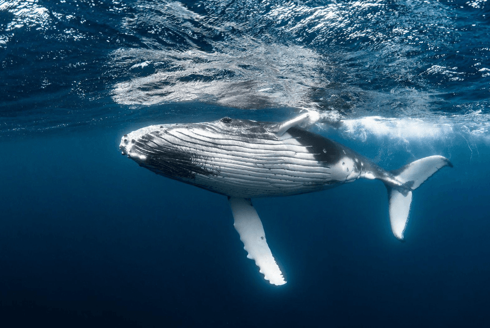 Come gli scienziati identificano le sezioni dei canti delle megattere - Boat Tour Samana Guide