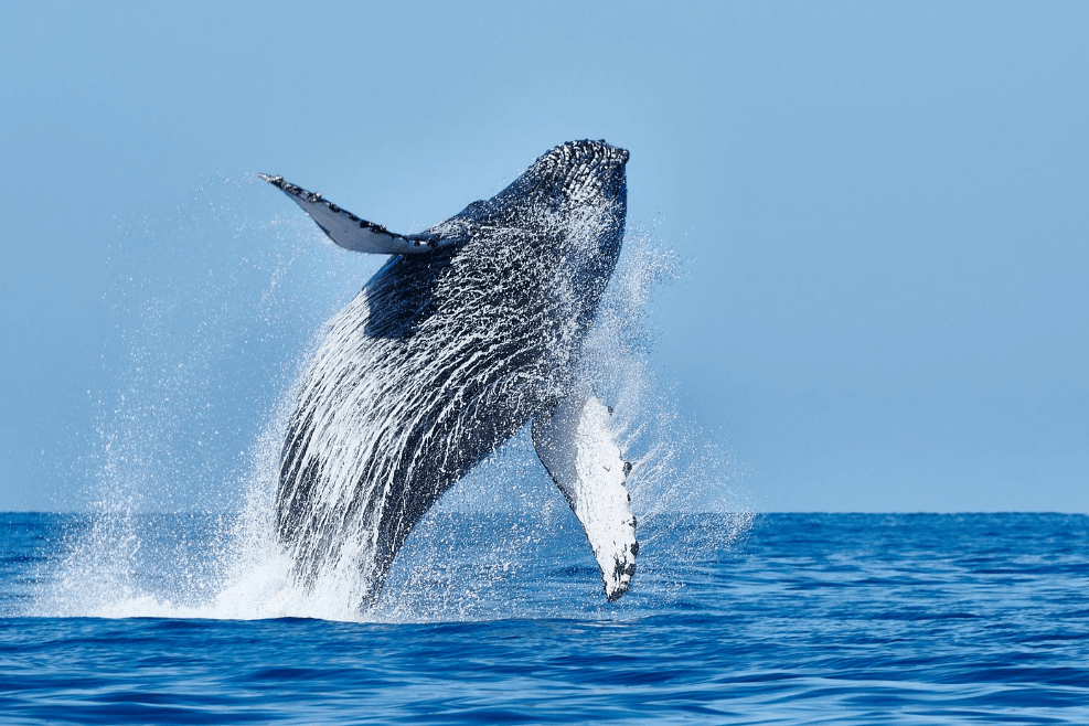 Humpback Whale Baleen: How These Giants Filter Food - Boat Tour Samana Guide