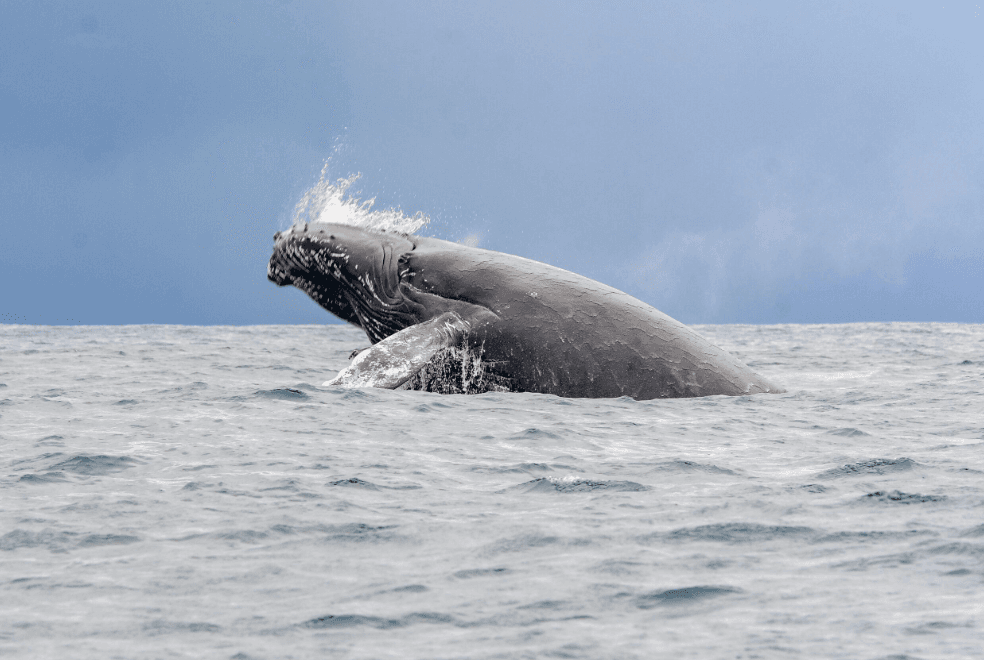 How Scientists Estimate Humpback Whale Numbers in Samaná Bay