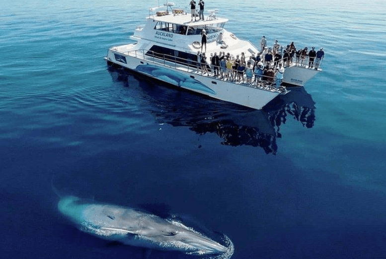 Les baleines à bosse retrouvent-elles leurs partenaires sociaux dans la baie de Samaná ?