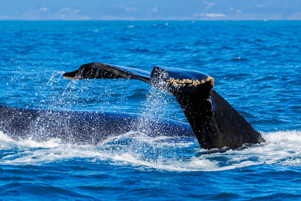 Why Do Ripples Appear When Whales Are Hidden in Samaná Bay? - Boat Tour Samana Guide