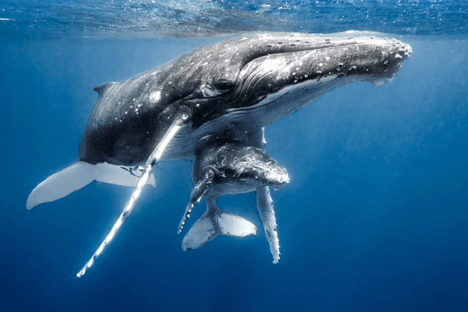 Interacciones sociales de ballenas jorobadas en la Bahía de Samaná