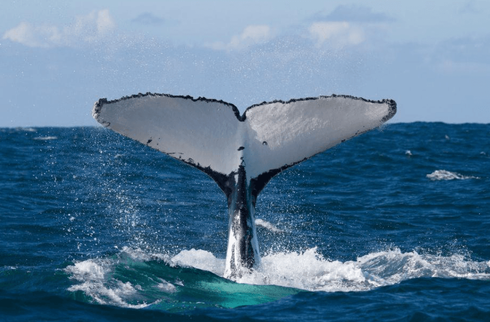 Barnacles on Humpback Whales: What Whale Lice Do