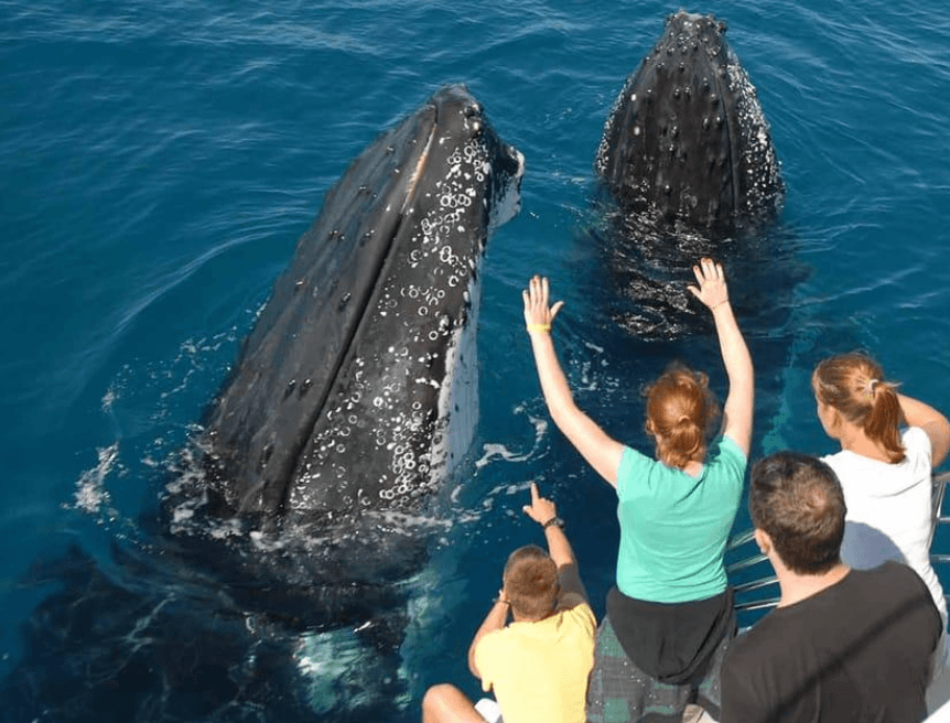 Whale Watching in Samaná with Kids: Family Guide 2027 - Boat Tour Samana Guide
