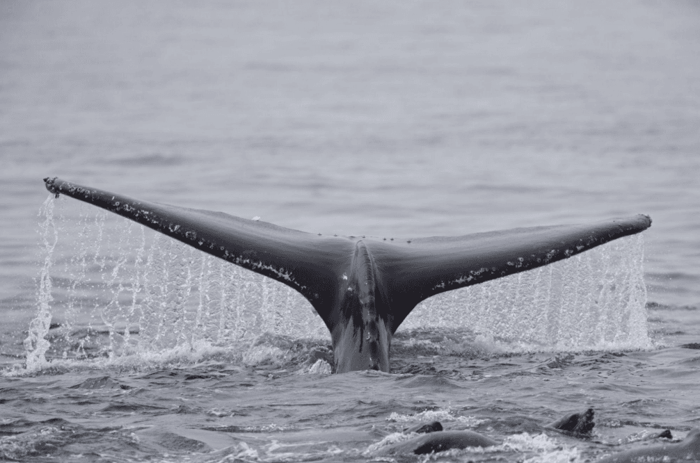 Why Do Humpback Whales Have Such Long Pectoral Fins? - Boat Tour Samana Guide