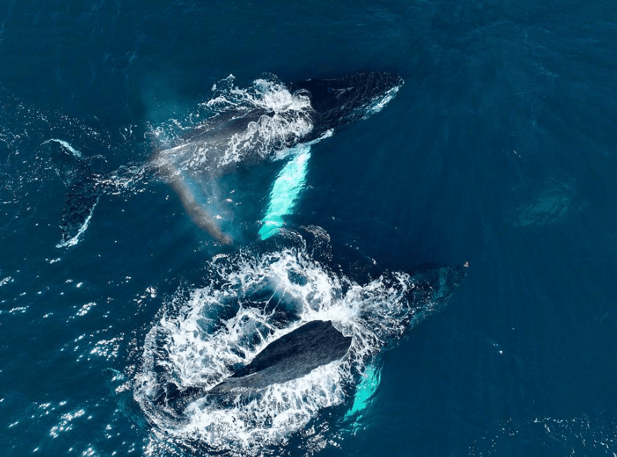 How Do Humpback Whale Calves Learn to Swim in Samaná Bay?