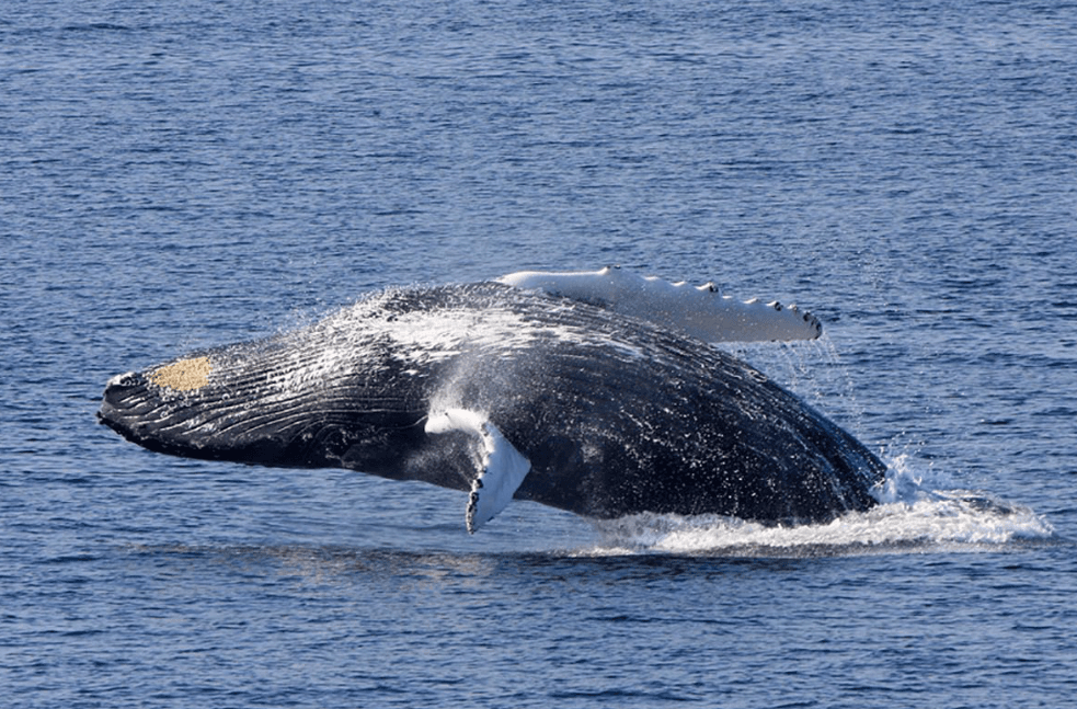 How Humpback Whales Use Energy While Swimming - Boat Tour Samana Guide