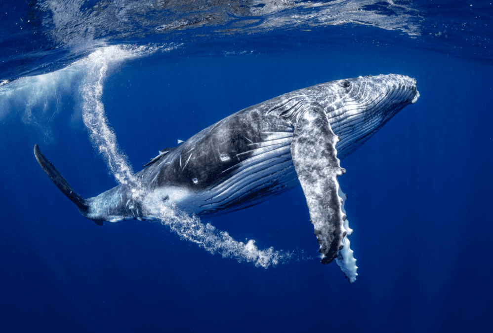 Pourquoi les baleines à bosse frappent-elles l’eau avec leurs nageoires ? - Boat Tour Samana Guide