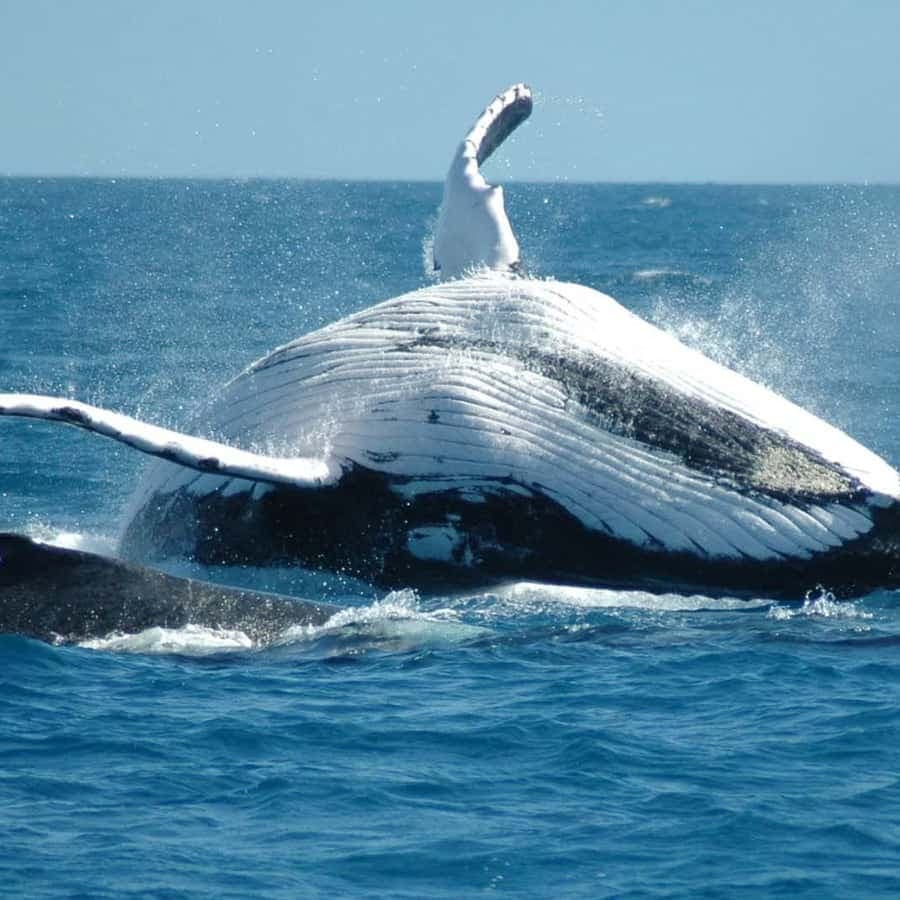 From Punta Cana: Sanctuary Whale Watching Day Trip â Guided tour and outdoor activity