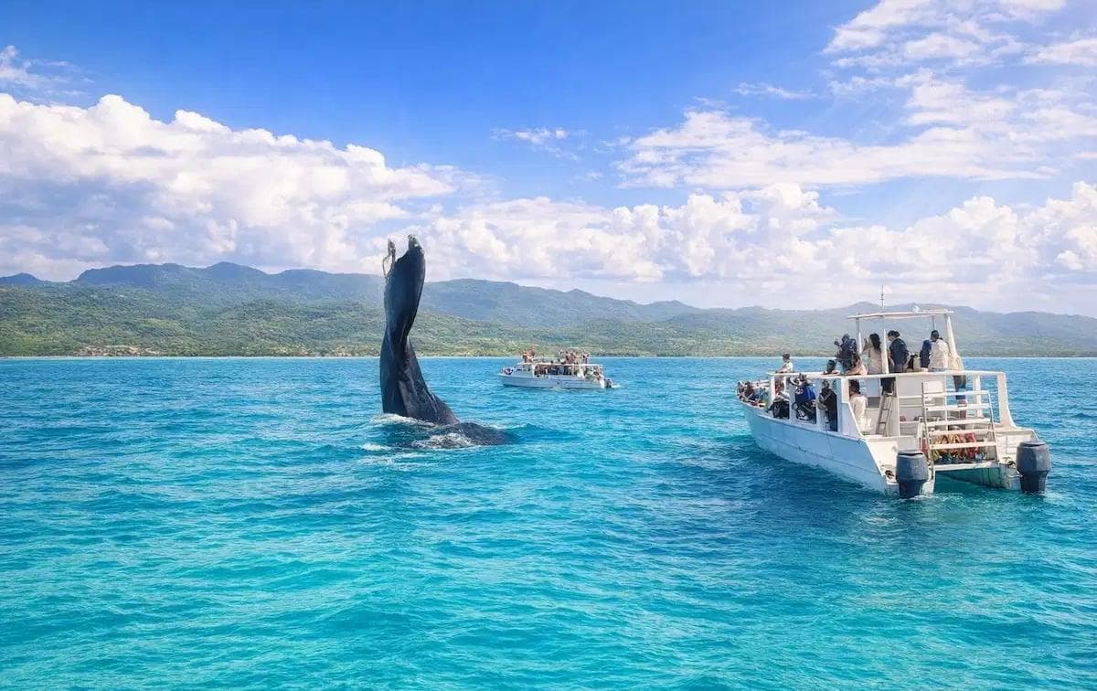 Observation des baleines à Punta Cana | Visites et tarifs de la baie de Samaná - Boat Tour Samana Guide