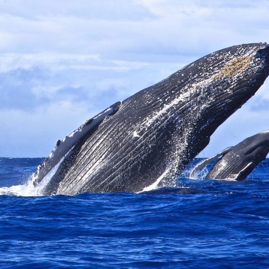 Samaná Cayo Levantado (Bacardi Island) And Whale Watching From Miches ...