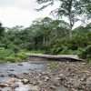 A river with a fallen tree in the middle of it, called Salto La Jalda (Hiking and Swimming).