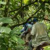 A group of people riding horses through the Salto La Jalda (Hiking and Swimming) jungle.