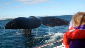 ballenas samana