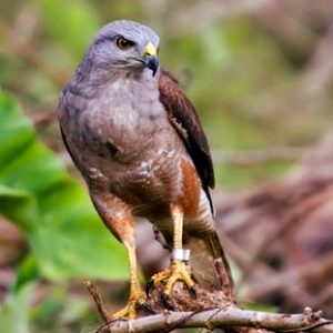 Aves haitianas2