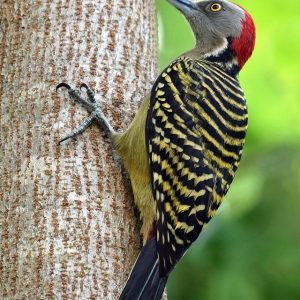 Aves haitianas3